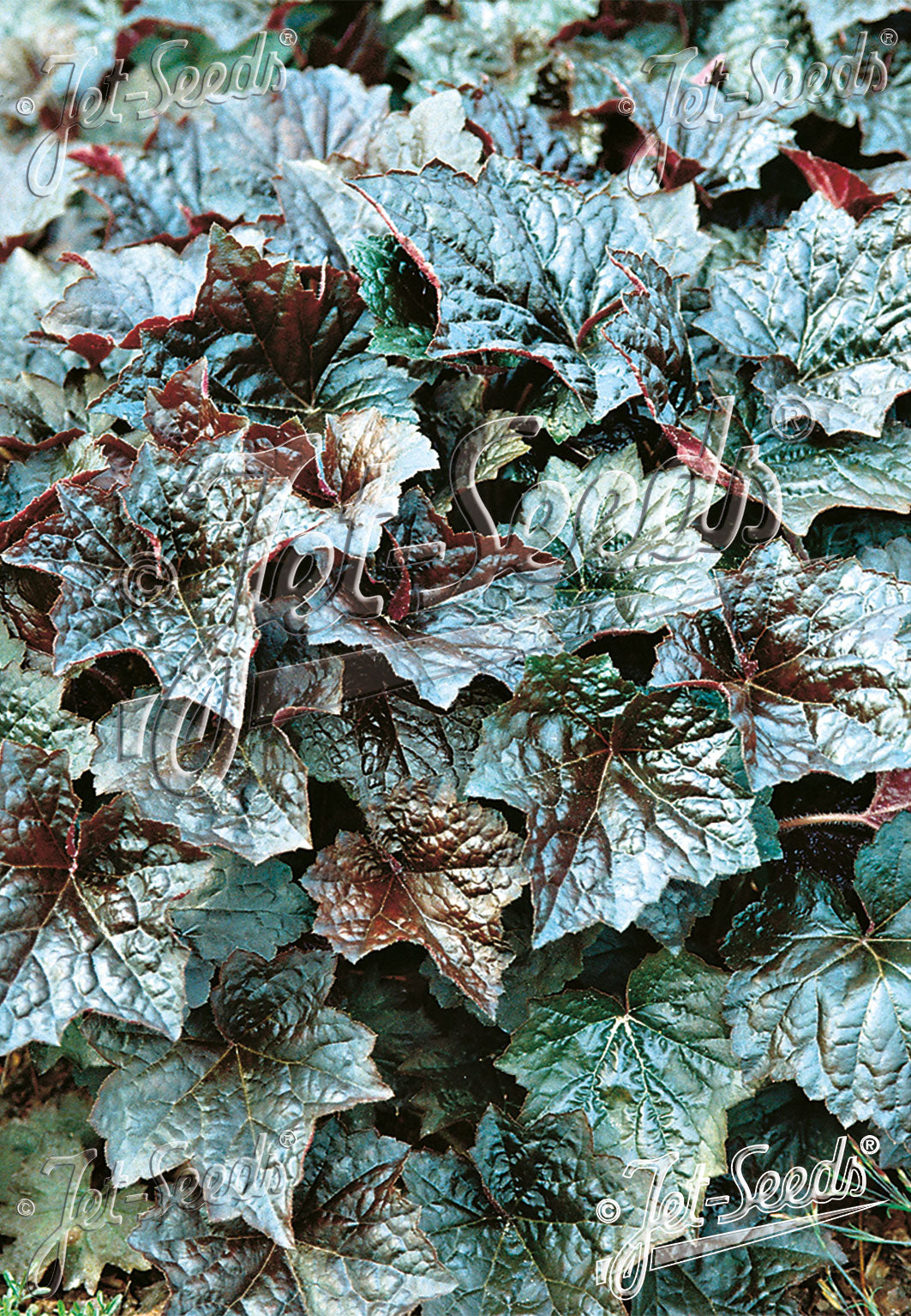 HEUCHERA americana 'Palace Purple Select'