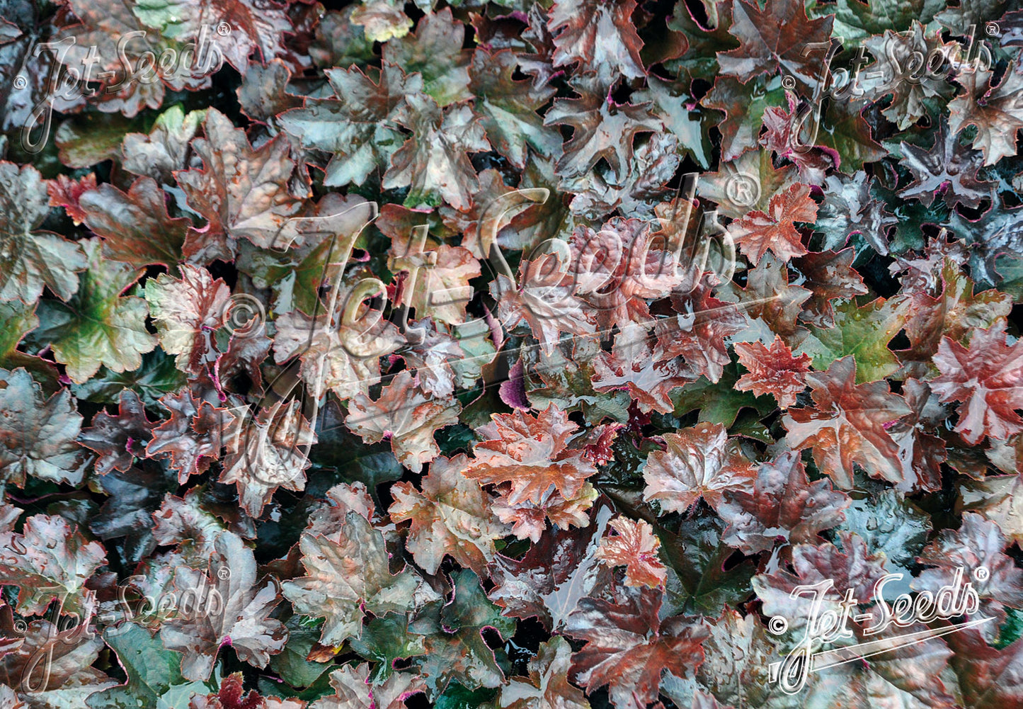 HEUCHERA americana 'Palace Purple Select'