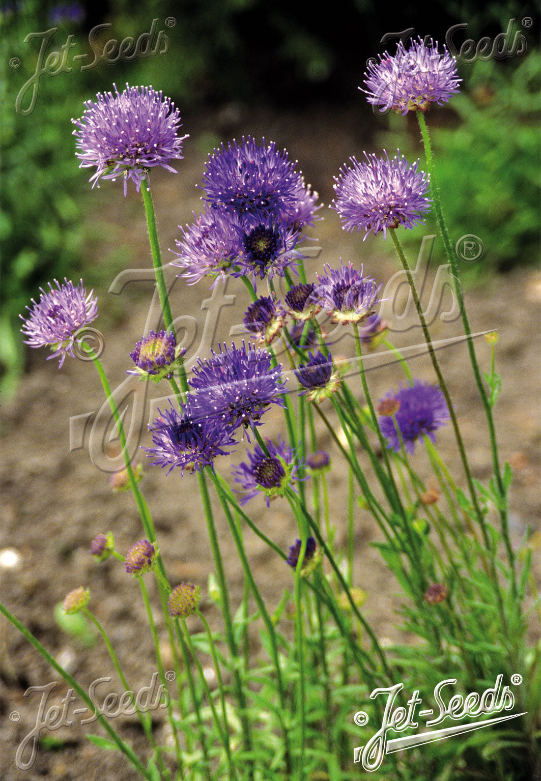 JASIONE laevis 'Blaulicht' (Sheep's bit)