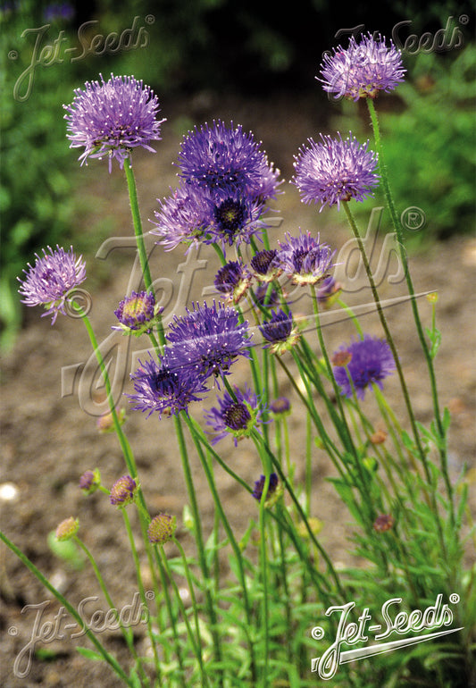 JASIONE laevis 'Blaulicht' (Sheep's bit)