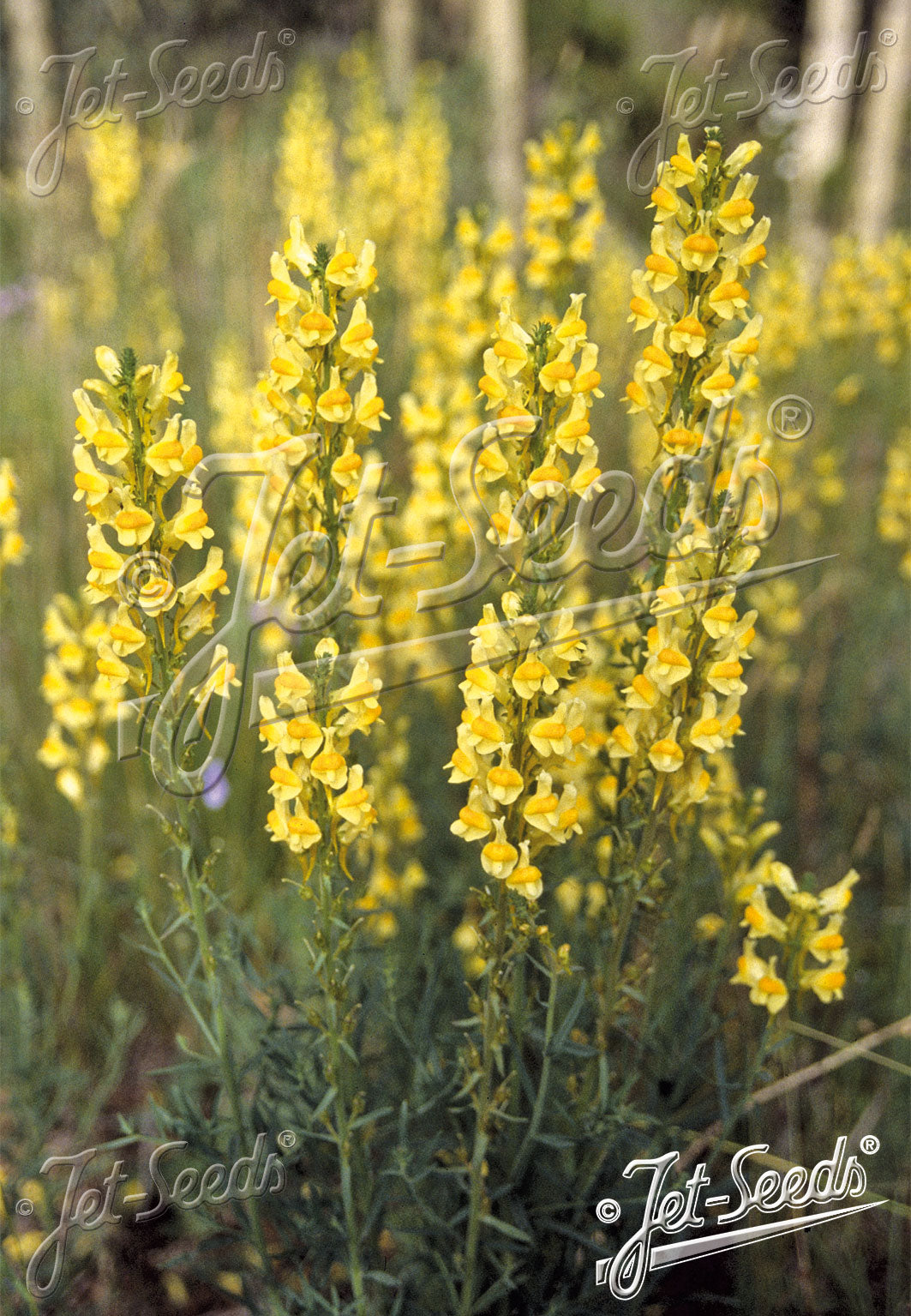 LINARIA vulgaris