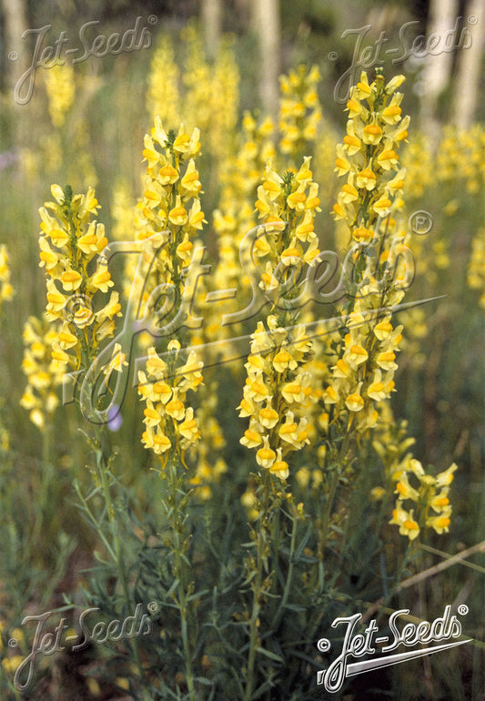 LINARIA vulgaris