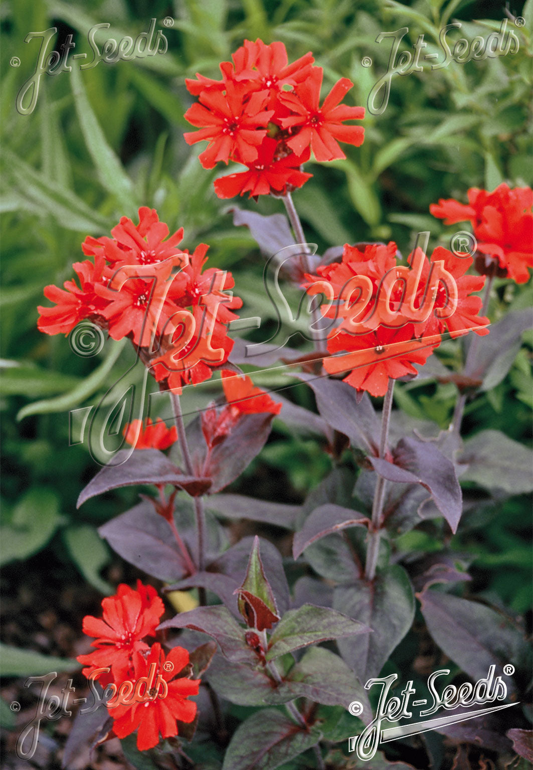 Lychnis x Arkwrightii Vesuvius