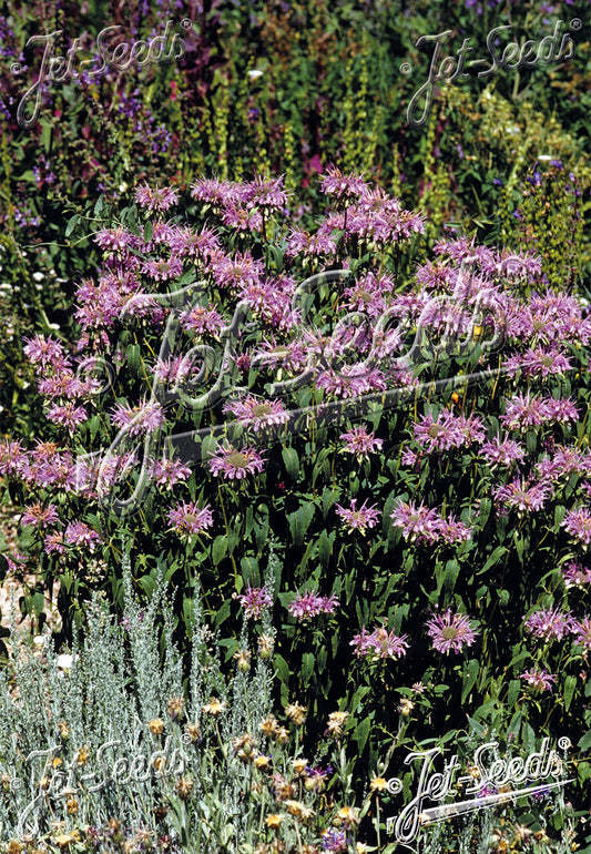 Monarda fistulosa