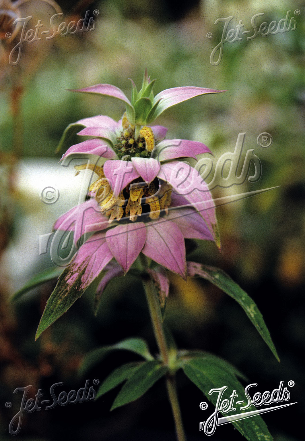 Monarda punctata