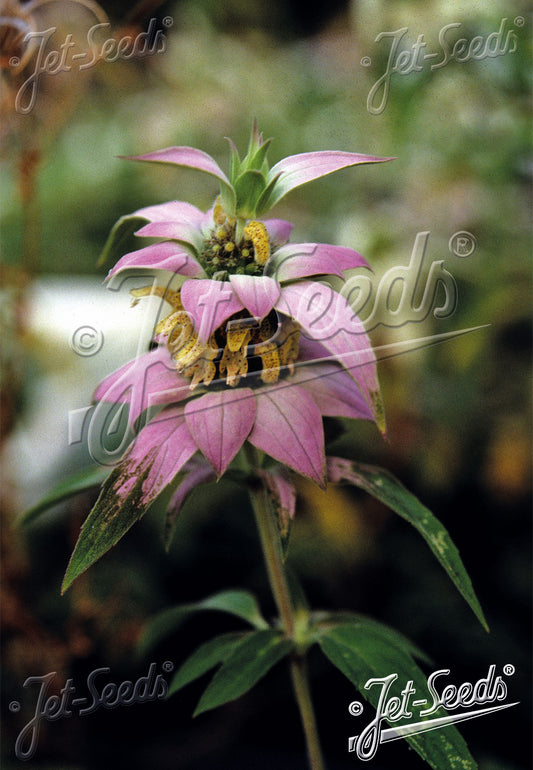 Monarda punctata