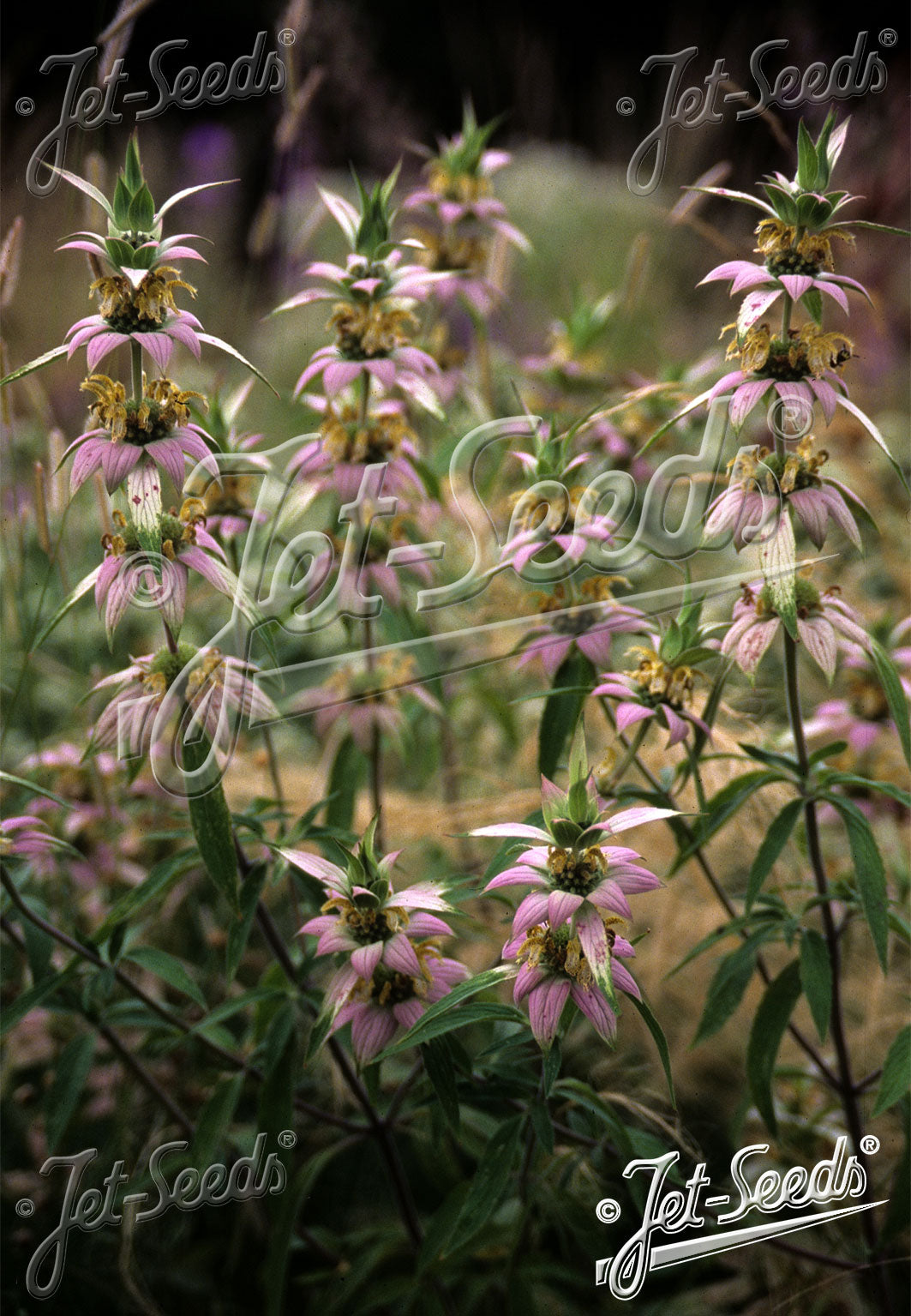 Monarda punctata