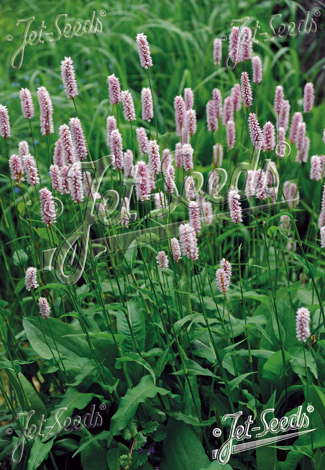 POLYGONUM bistorta