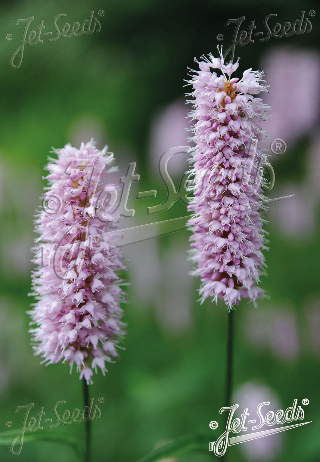 POLYGONUM bistorta