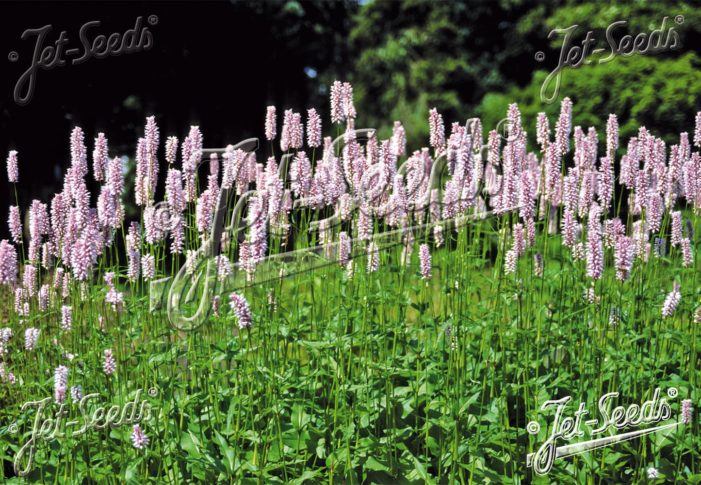 POLYGONUM bistorta