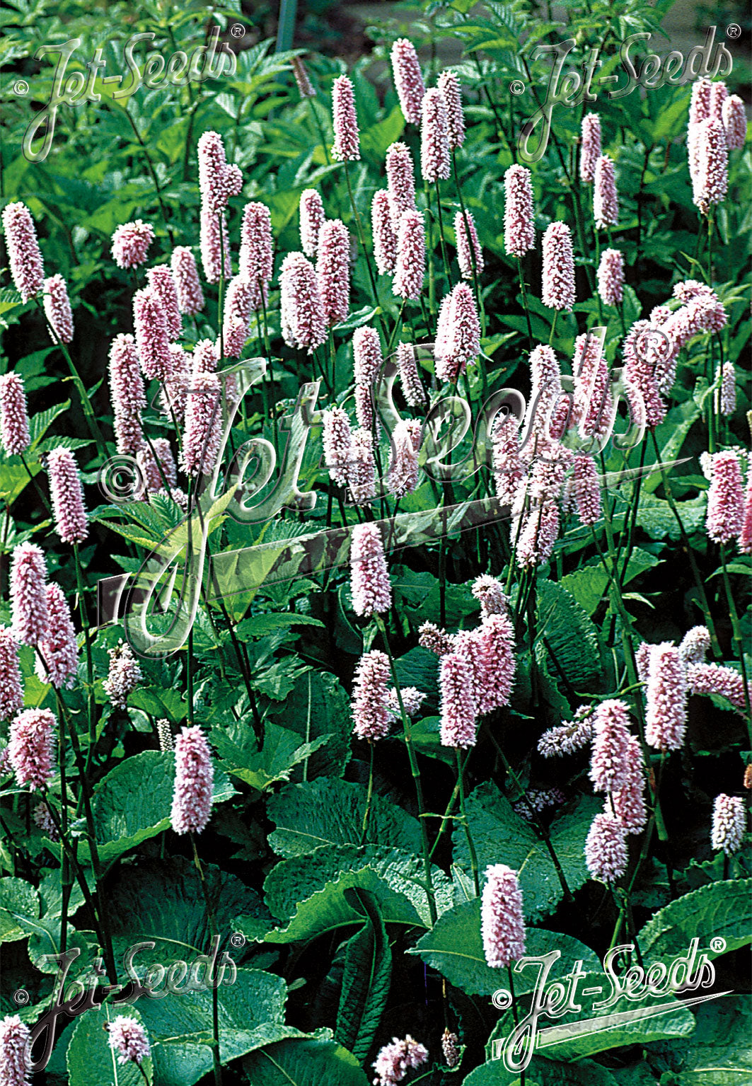 POLYGONUM bistorta