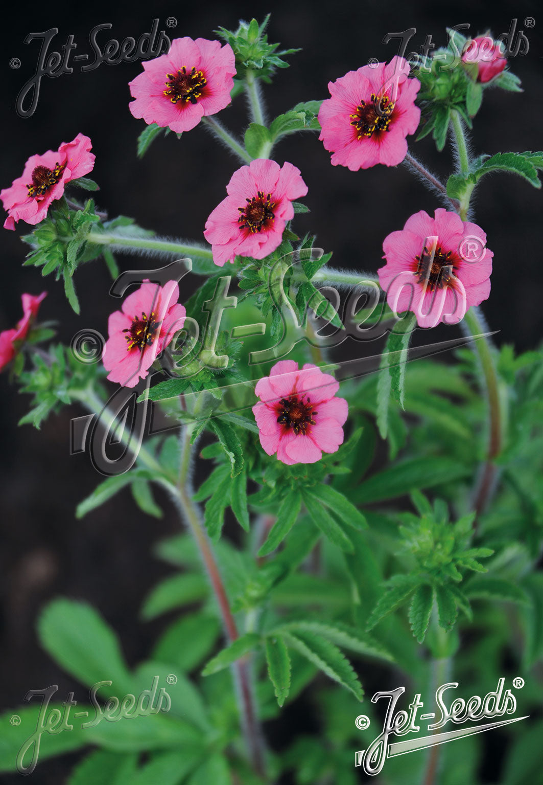 Potentilla nepalensis 'Miss Willmott'