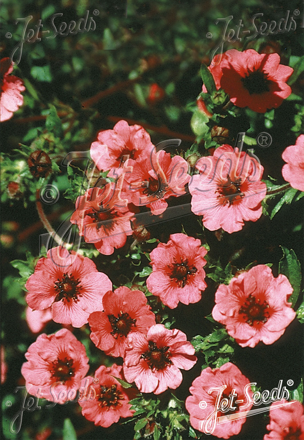 Potentilla nepalensis 'Miss Willmott'
