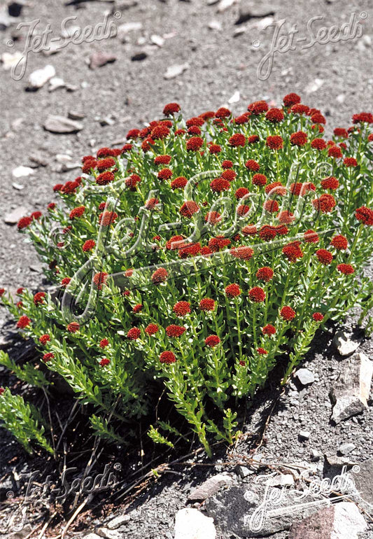 RHODIOLA integrifolia ssp. atropurpurea