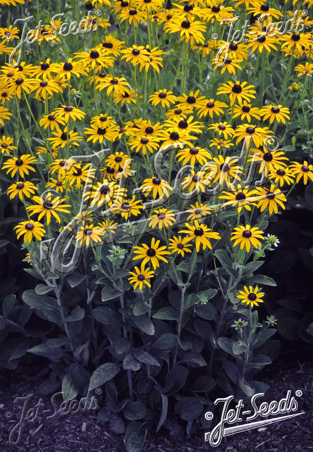 Rudbeckia Hirta - Black Eyed Susan