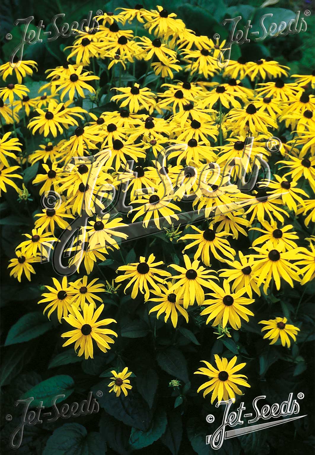RUDBECKIA fulgida var. sullivantii 'Goldsturm' - Black eyed susan