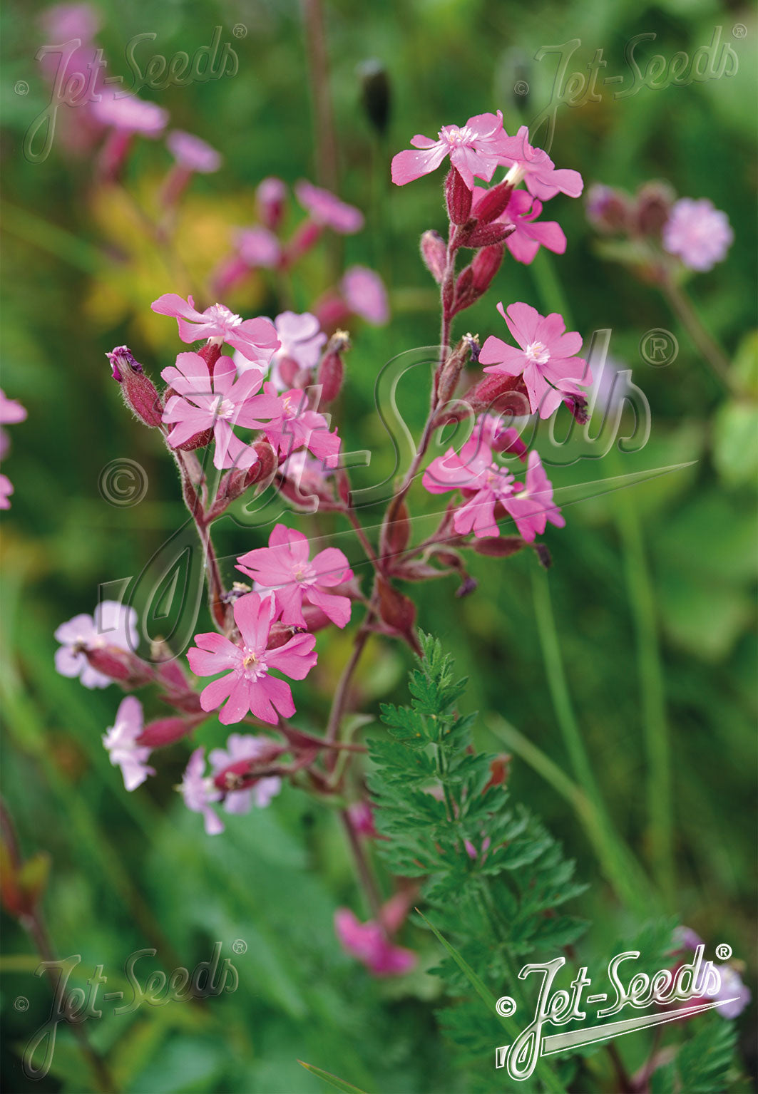Silene Dioica
