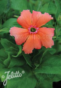 Silene Siebold Fire Dragon Salmon Pink
