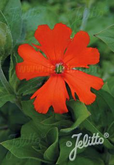 Silene Siebold Fire Dragon Orange Glow