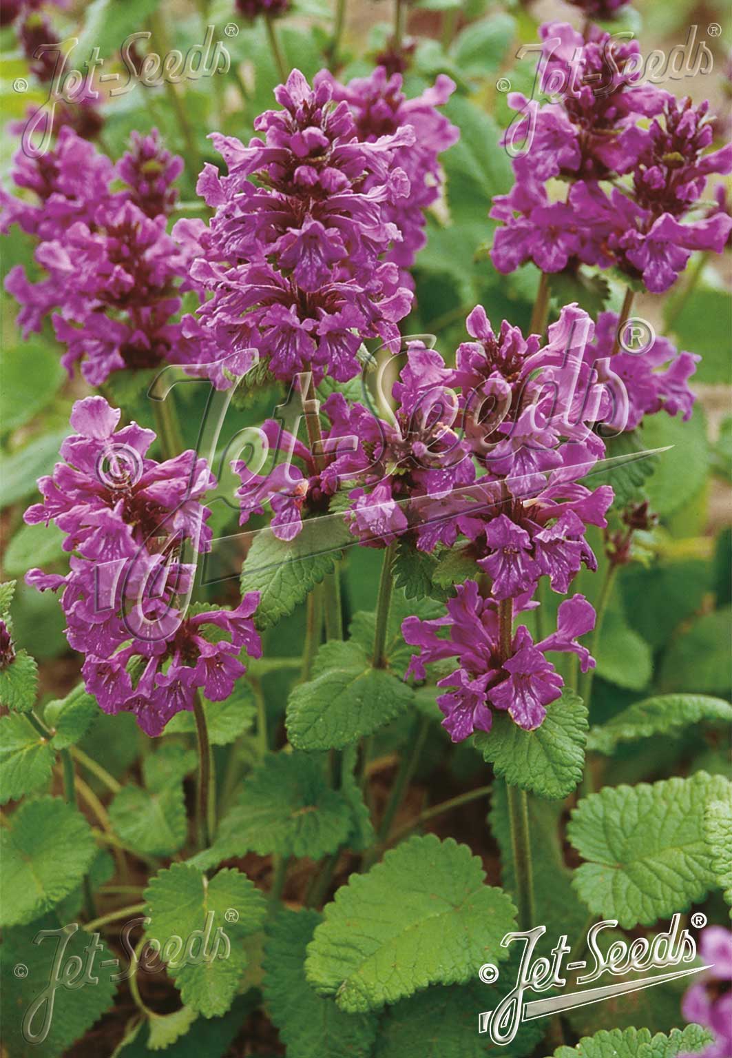 STACHYS macrantha BETONICA grandiflora