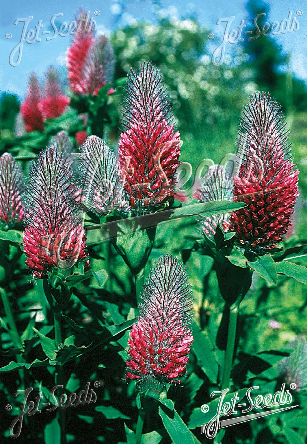 Trifolium rubens ‘Red Feathers