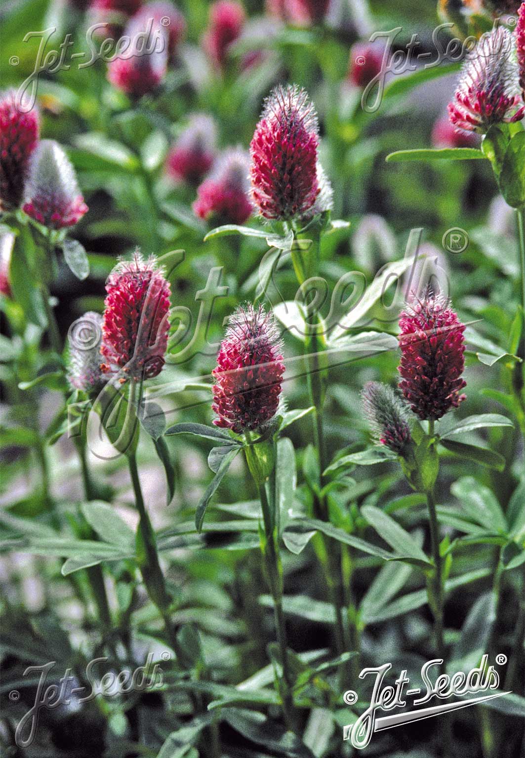 Trifolium rubens ‘Red Feathers