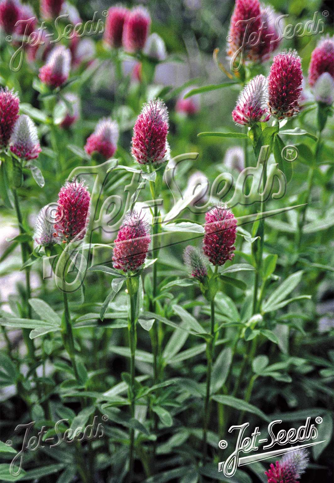 Trifolium rubens ‘Red Feathers