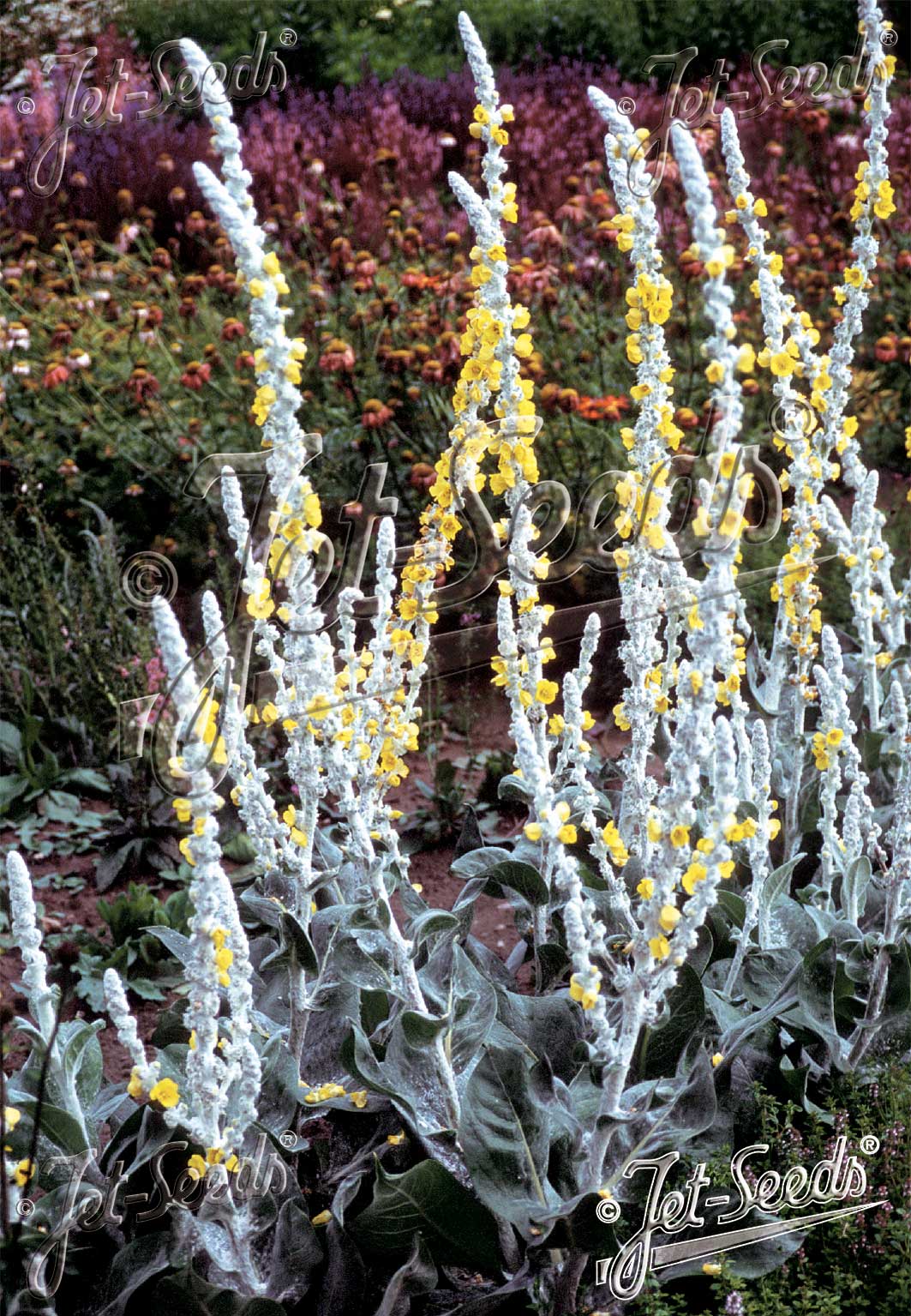 Verbascum Polar Summer