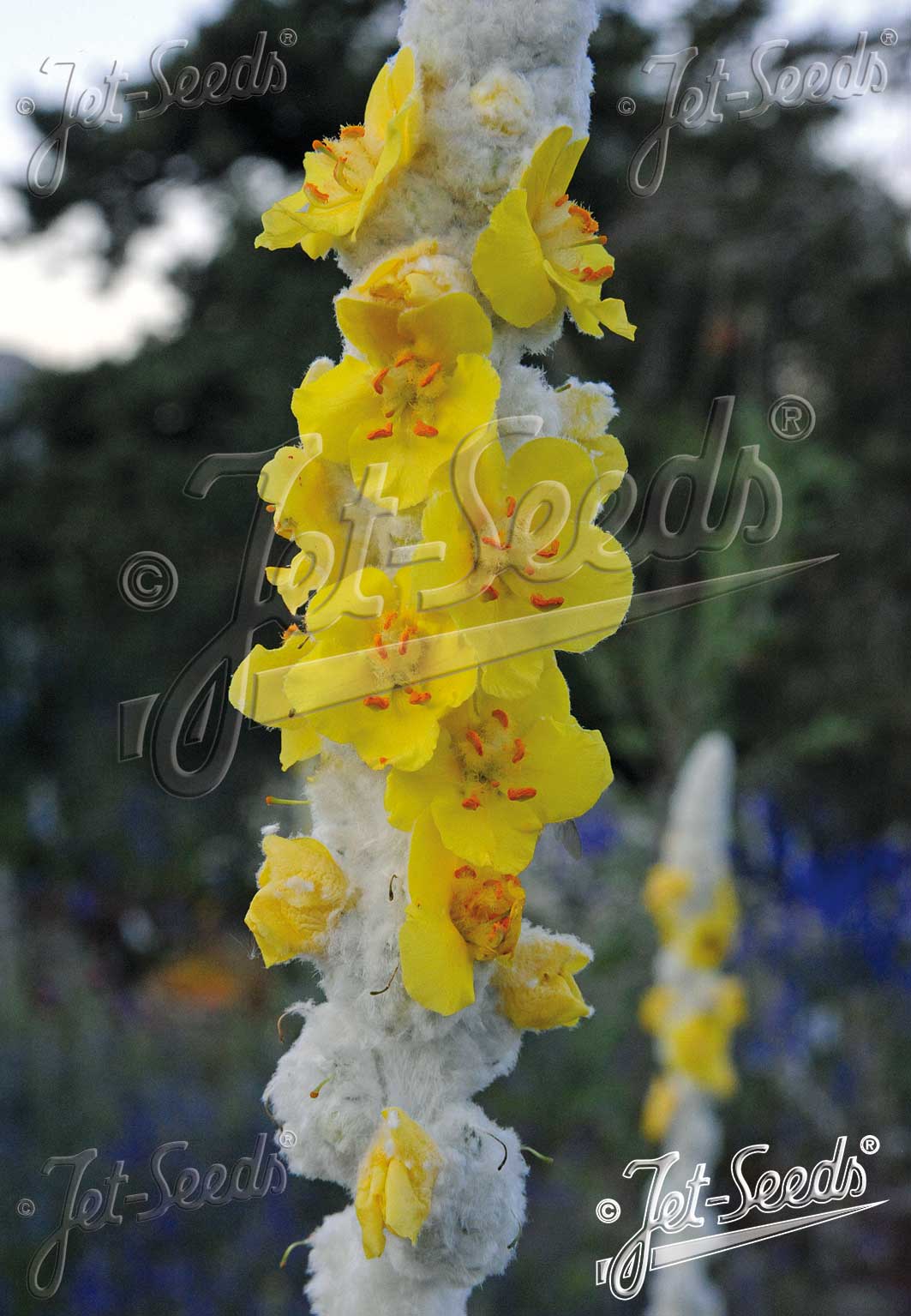Verbascum Polar Summer