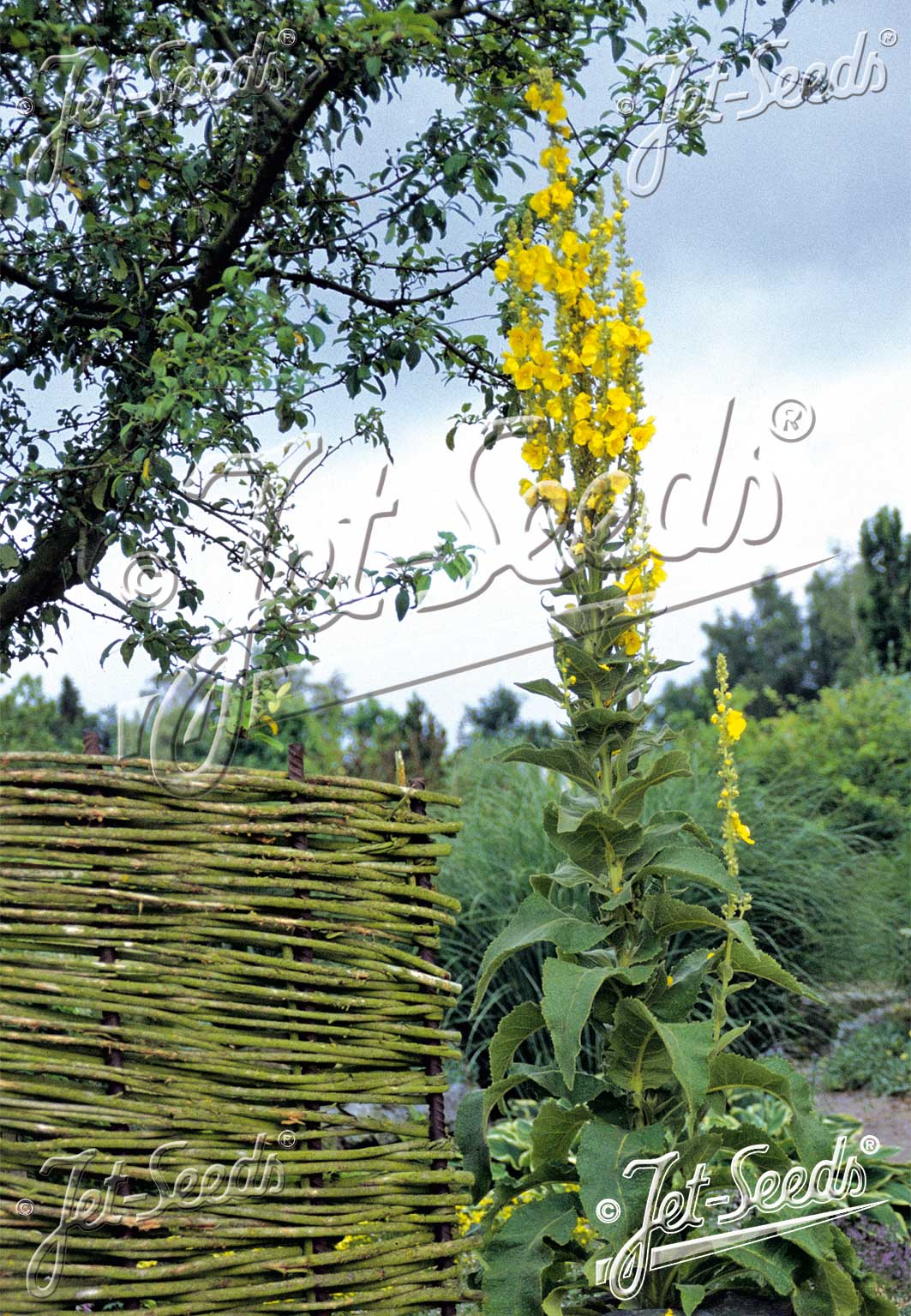 VERBASCUM olympicum