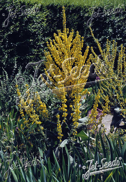VERBASCUM olympicum