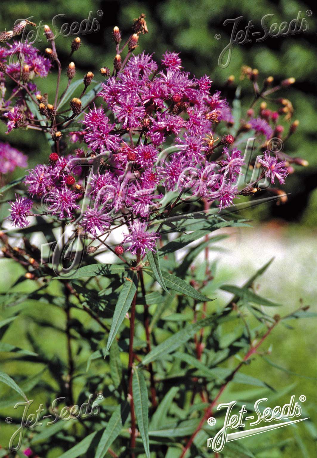 VERNONIA arkansana