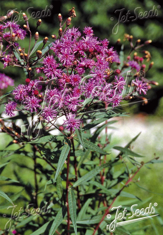 VERNONIA arkansana